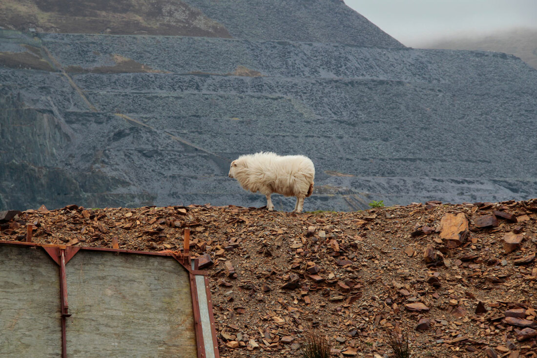 PictureSheep on the mountain of the Snowdon, Wales