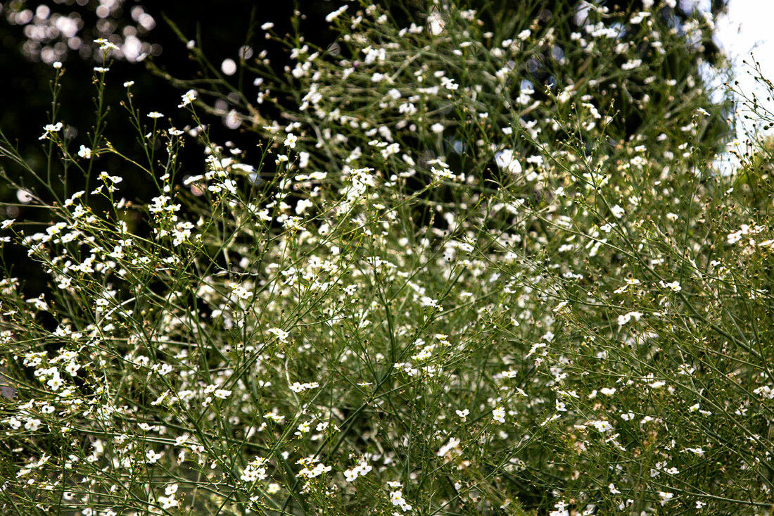 Close up of white flowers and grasses
