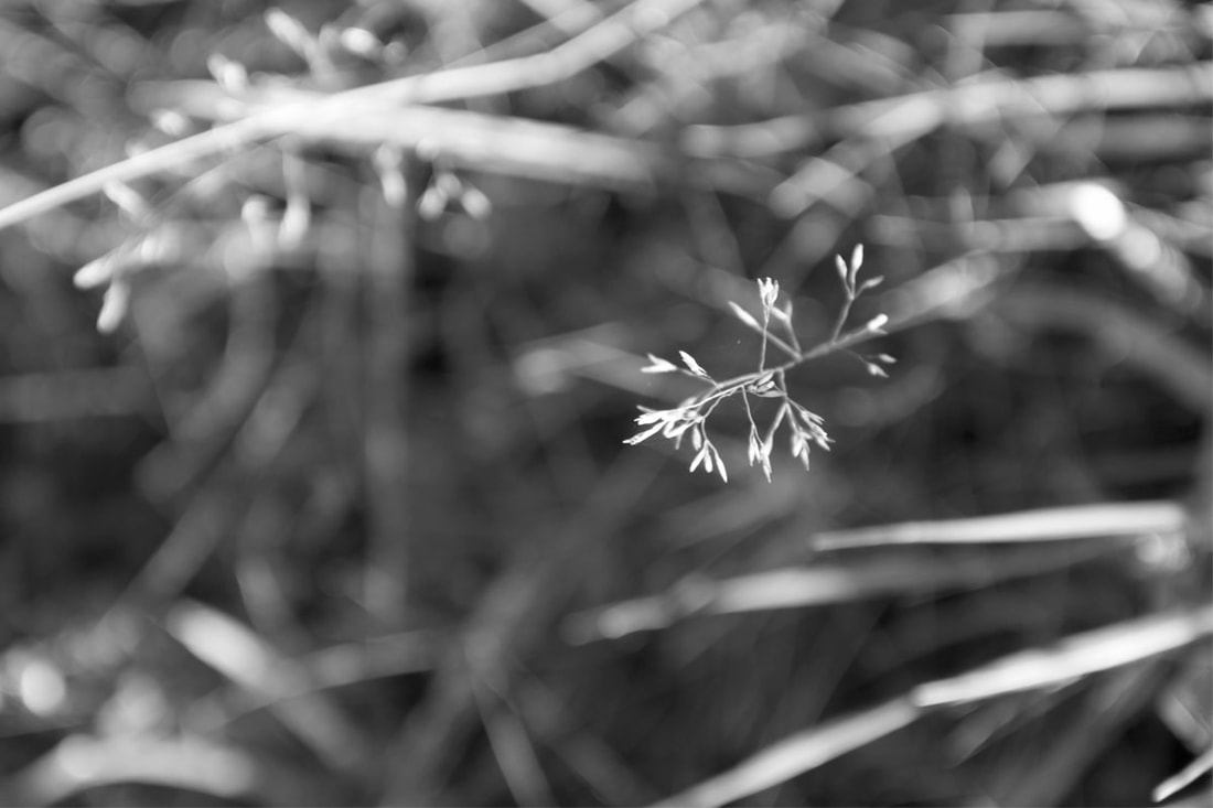 Shallow depth of field black and white shoot of grass.