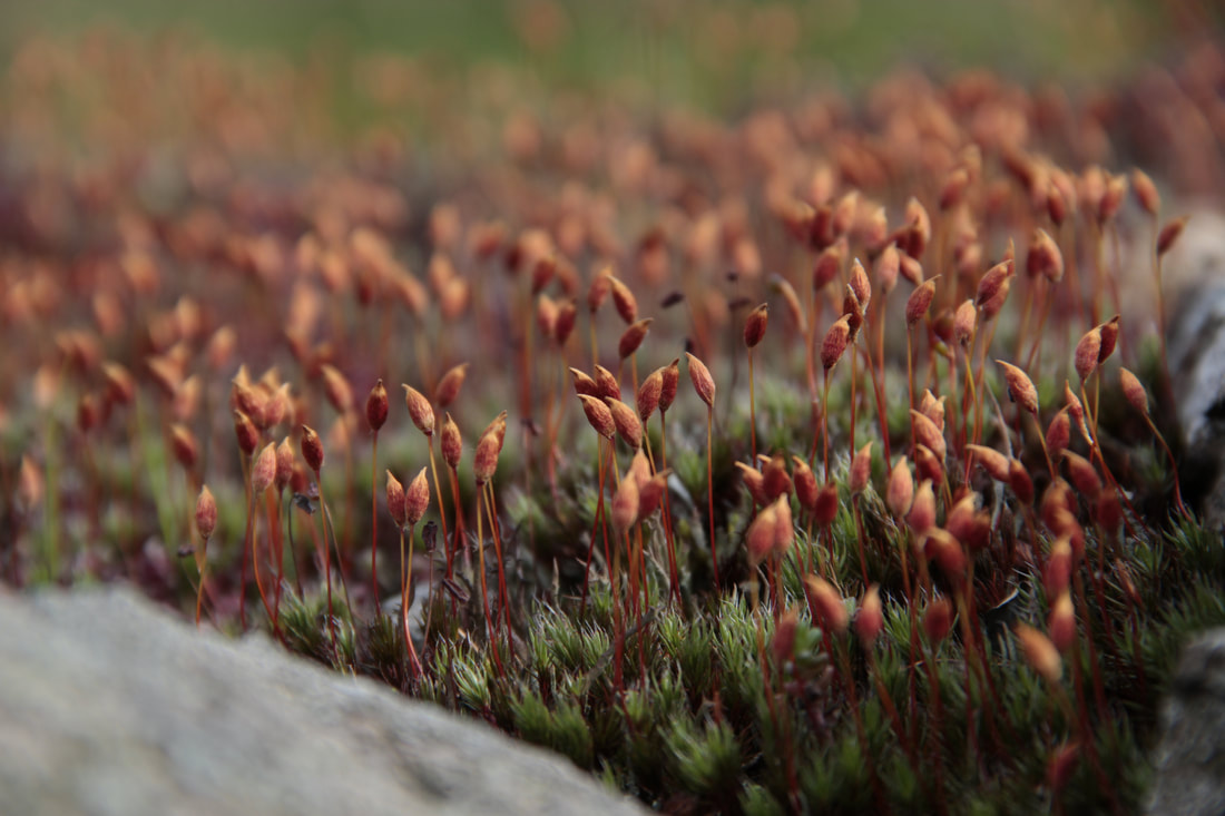 Close up of orange and red moss on the top stone wall.