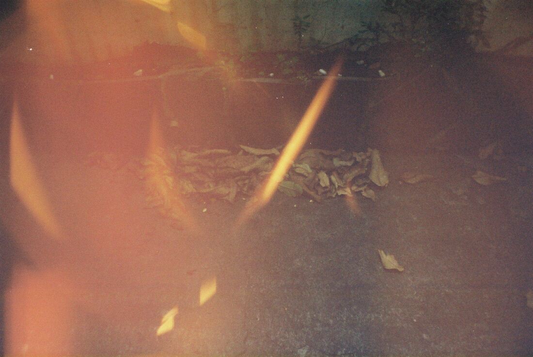 leaves lie on the corner of the yard with orange light shine through the lens when taking the picture.