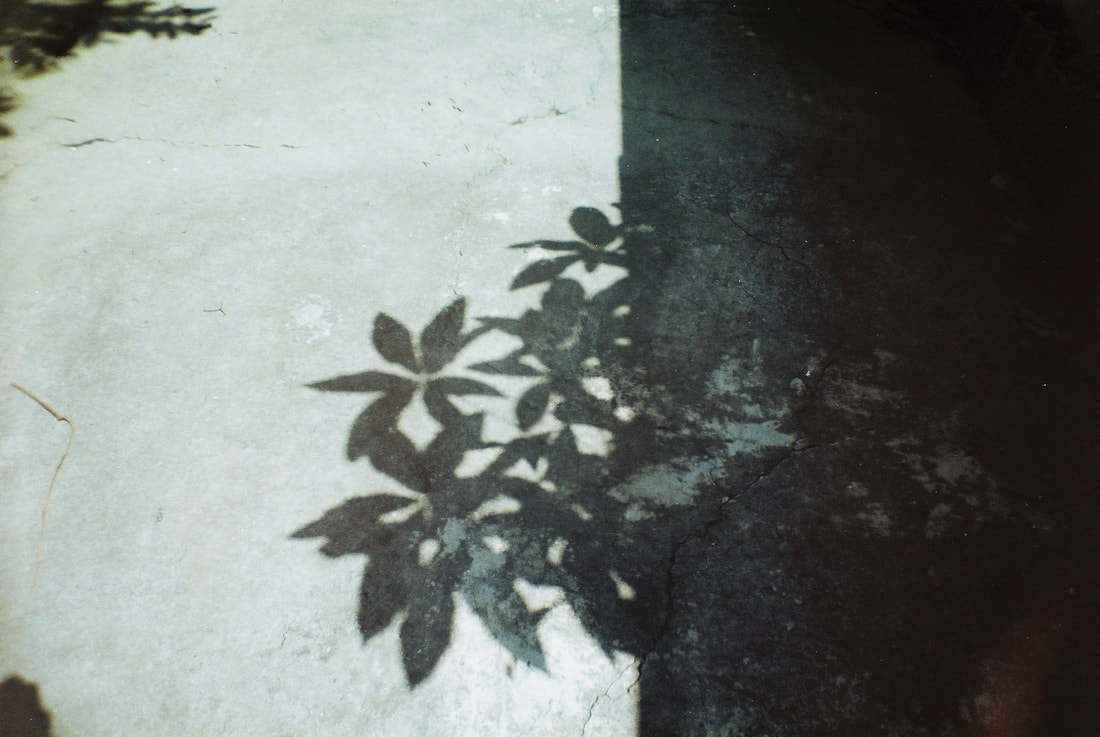 The shadow of plants on the wall sits on the floor.